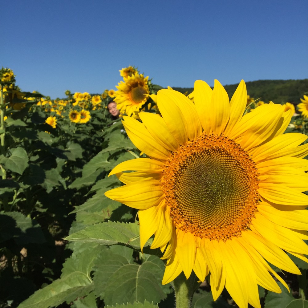 Meet your Posher, Cynthia